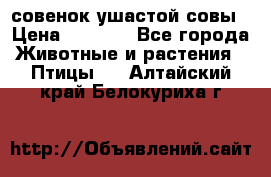 совенок ушастой совы › Цена ­ 5 000 - Все города Животные и растения » Птицы   . Алтайский край,Белокуриха г.